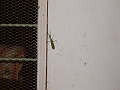 20100217-P2170075