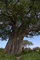 20100219-IMG_7471
